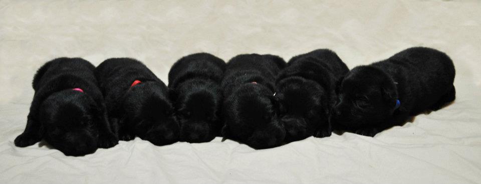 Black ddr german shepherd puppies in Texas